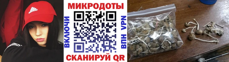 закладка Жуков Псилоцибиновые грибы мицелий